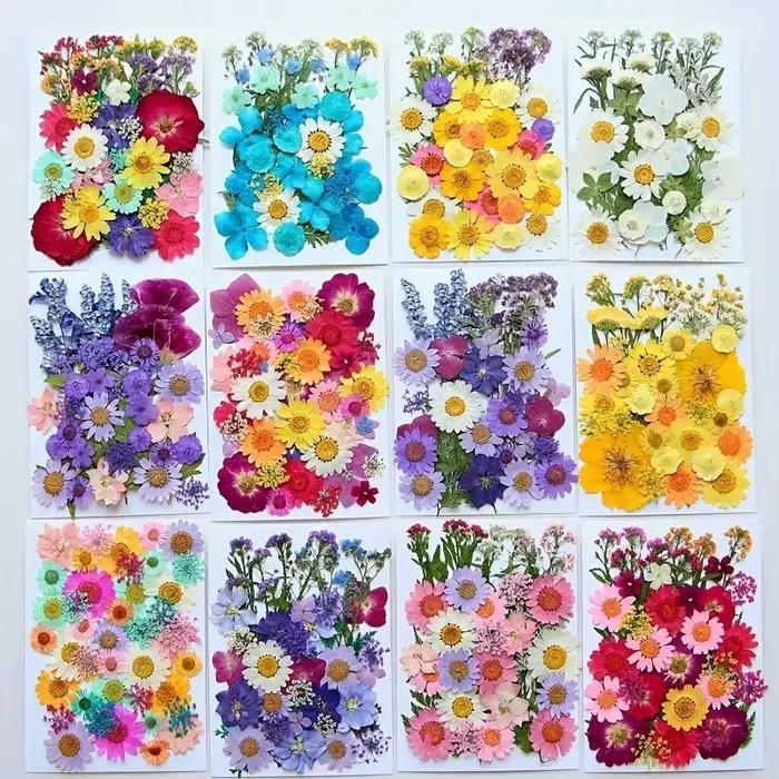 Fleurs pressées séchées pour scrapbooking et bricolage en vrac pour création de bijoux et décoration d'occasions spéciales