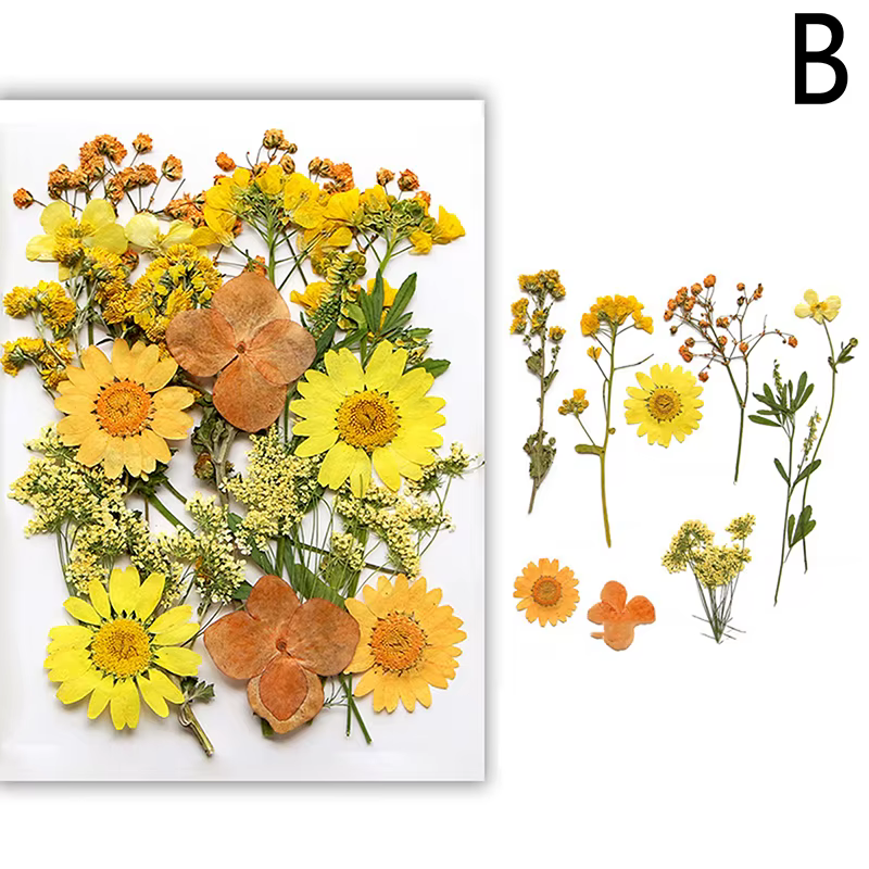 Fleurs vaccées Naturelles pour Travaux Manuels, group Plante PMurcia, pour les Élections, Remplissag