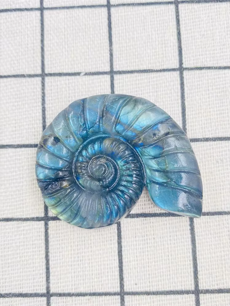 Labrumen naturel, ammonite carapté, magnifique, transformation mystère, Flashy, cristal Reiki, médit