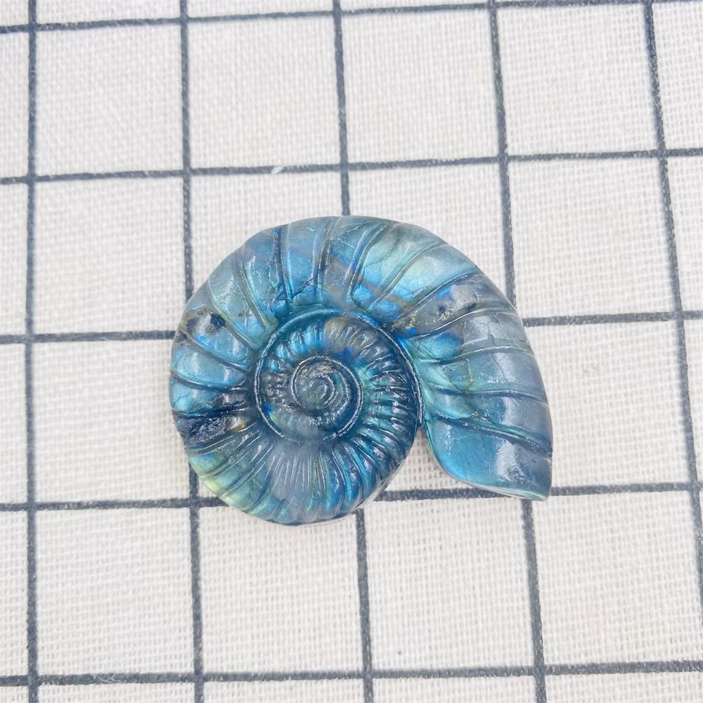 Labrumen naturel, ammonite carapté