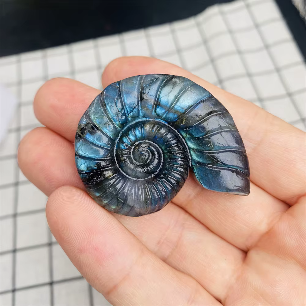Labrumen naturel, ammonite carapté