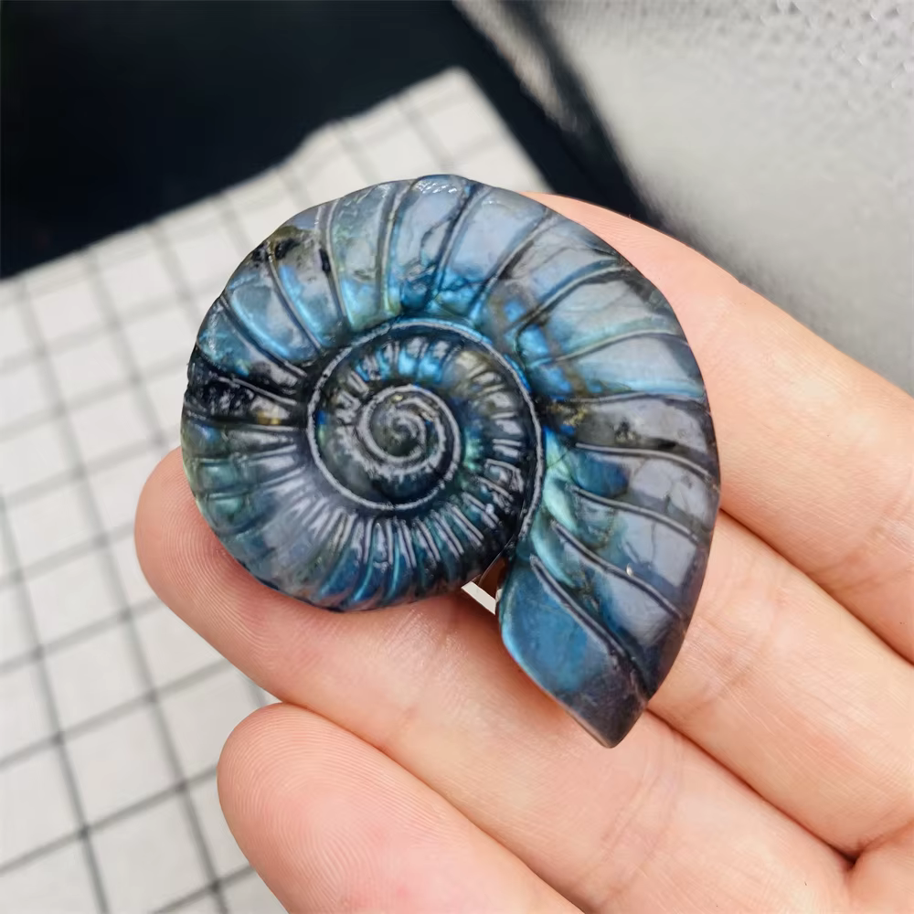 Labrumen naturel, ammonite carapté
